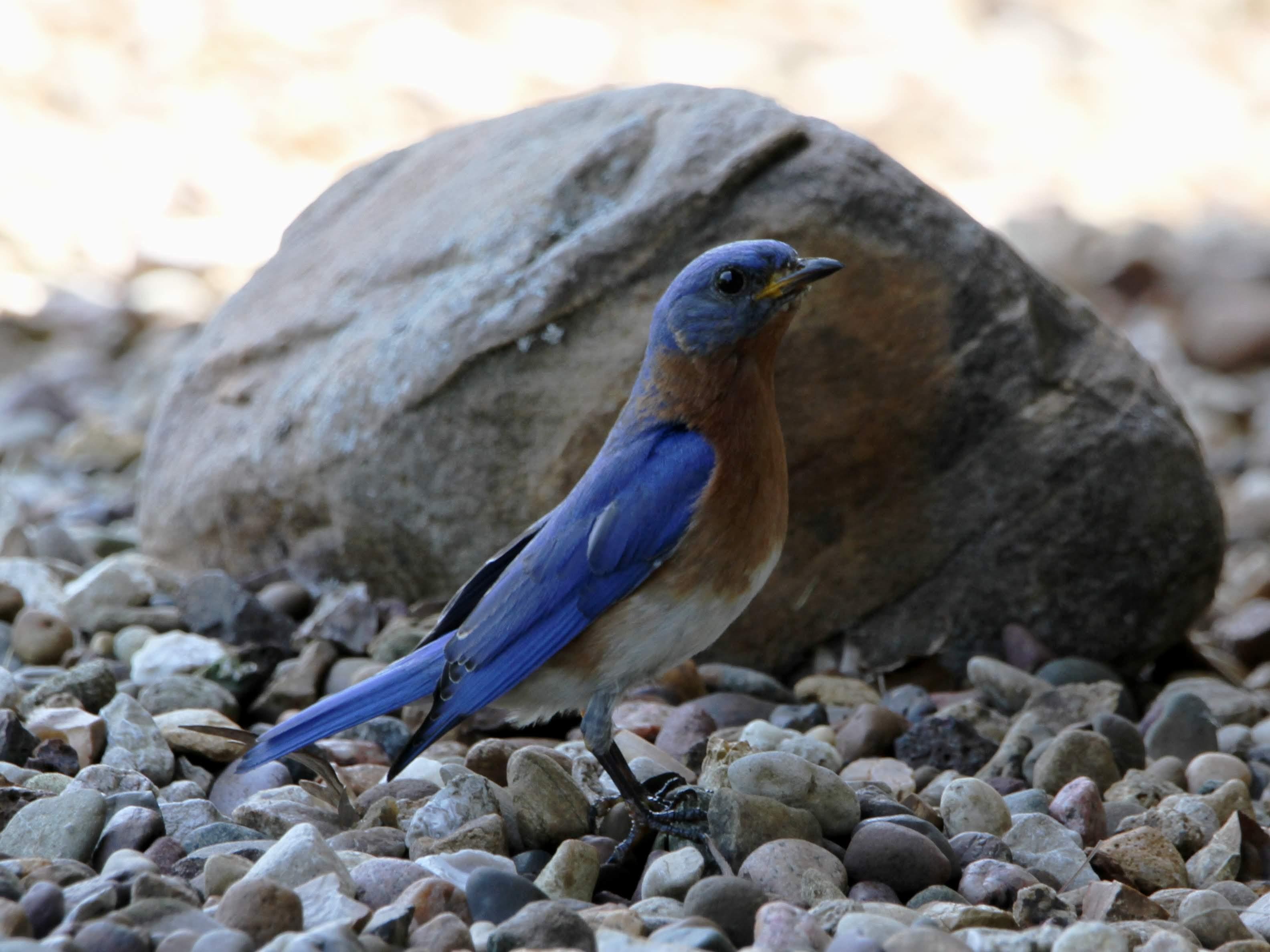 IMG_8724medBluebird.JPG