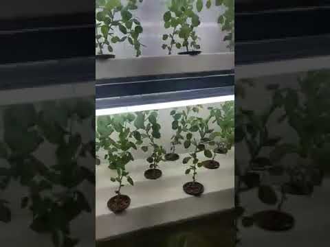 INDOOR HYDROPONIC FARMING USING GROWLIGHT