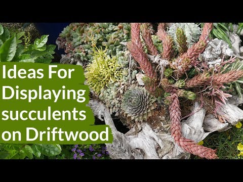 Ideas For Displaying Succulents On Driftwood