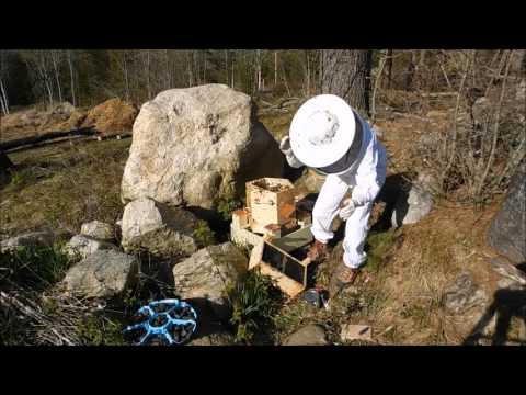 Install of bees into hexagonal hive that I built....