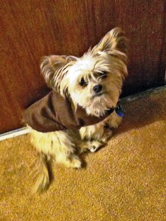 Instructable Dog Coat - Mickey's Coat.jpg