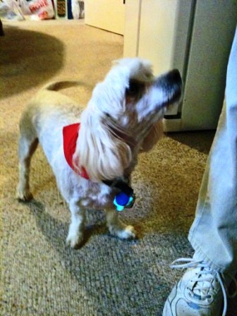 Instructable Dog Coat - Poor Bald Buddy.jpg