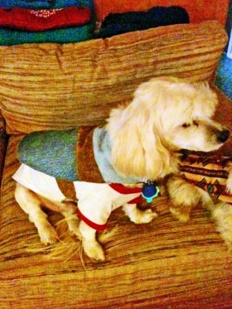 Instructable Dog Coat - buddy's coat over his tshirt.jpg