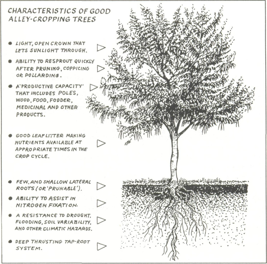 Instructables - Plant Characteristics.jpg