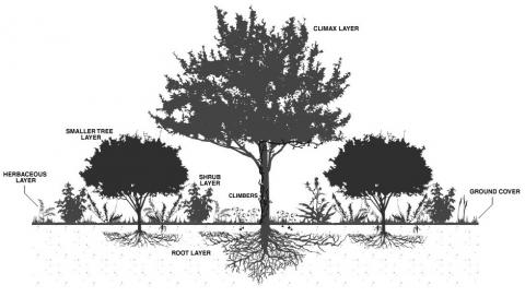 Instructables - Tree Layering.jpg