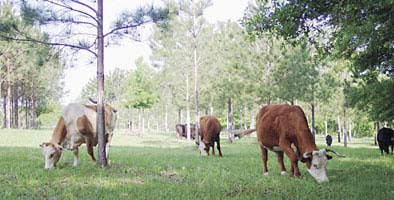 Instructables - livestockgrazing.jpg