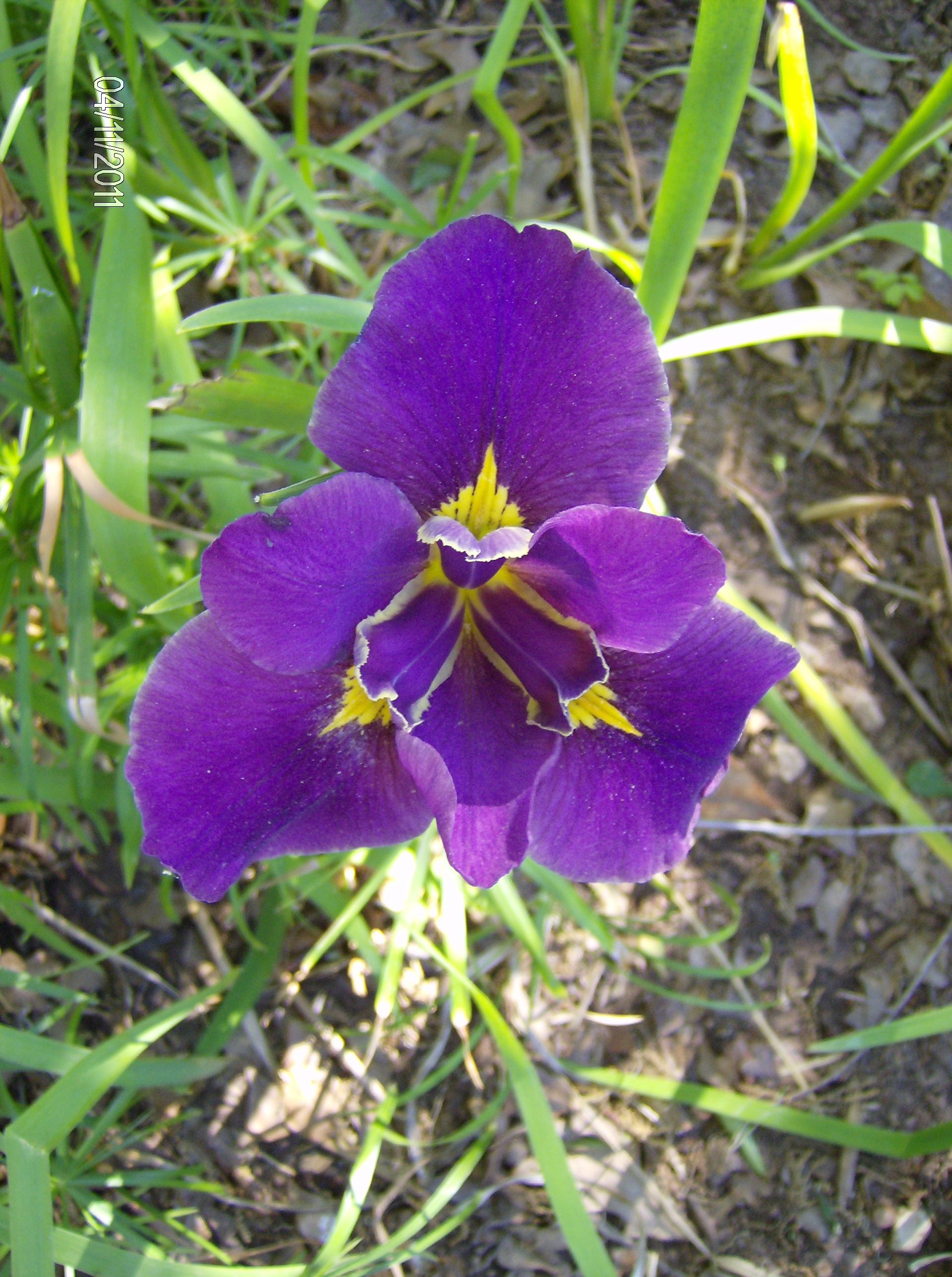 Iris in the bog.JPG