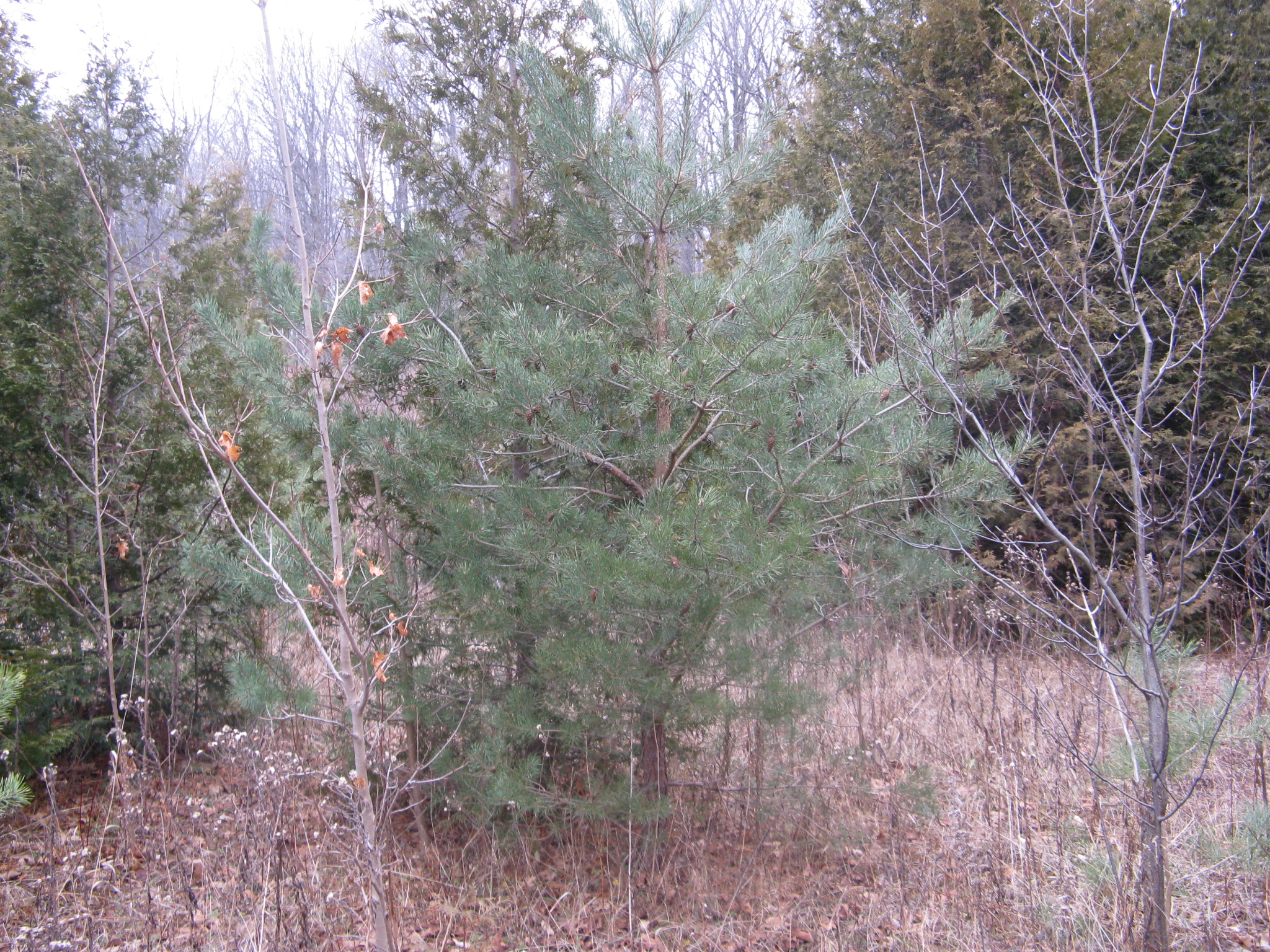 Jack Pine 1.JPG