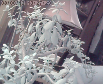 Jade plant in IR (2).jpg