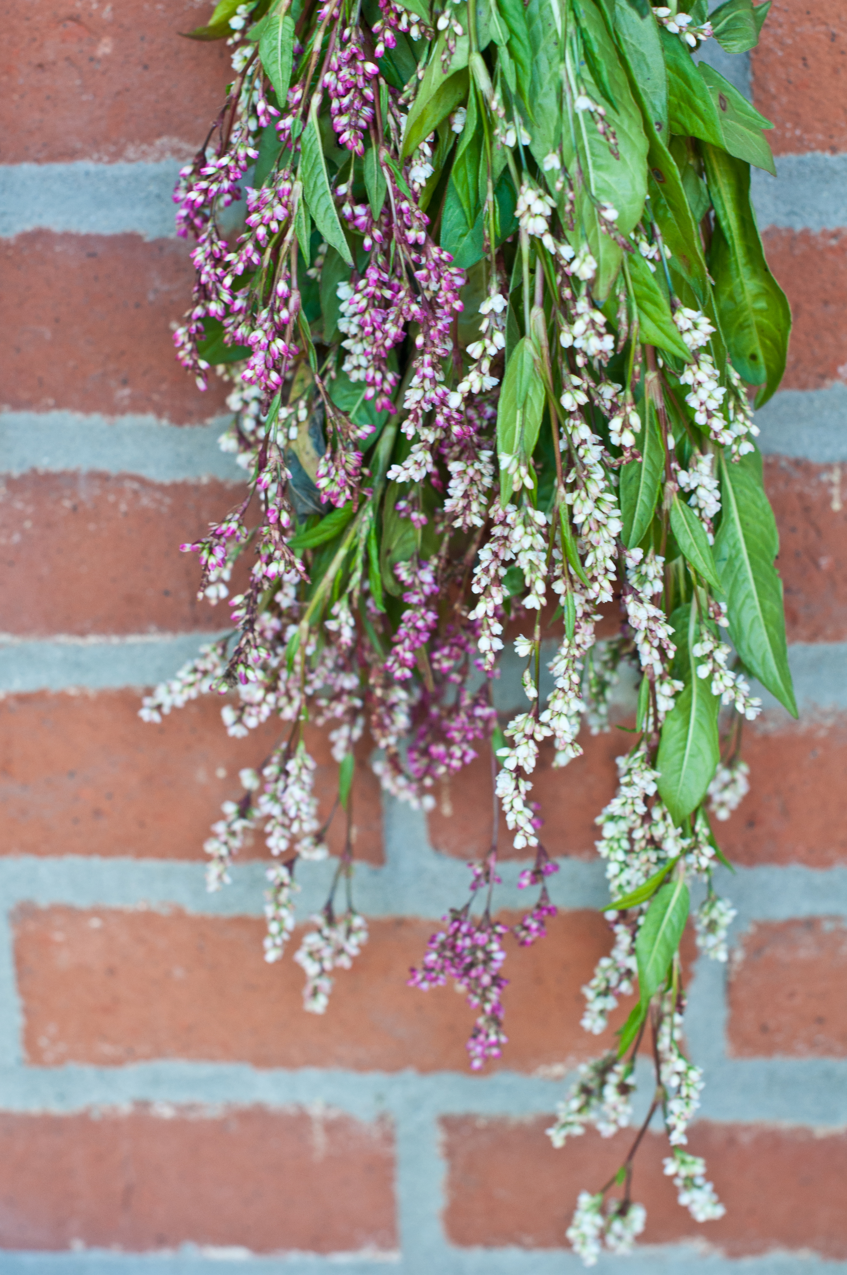 Japanese Knotweed flowers drying.jpg