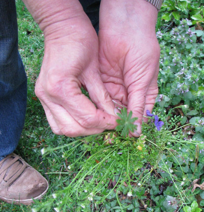 JtB Picking flowers for easter eggs 4-15-2014 crop low res.jpeg