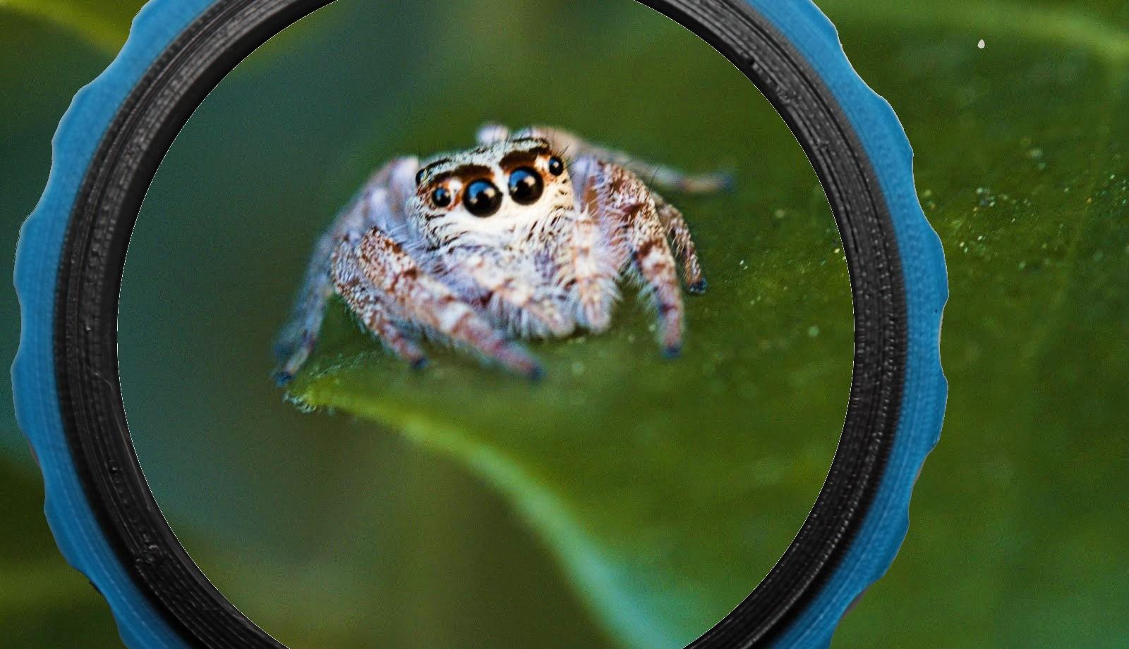 Jumping Spider comp.jpg