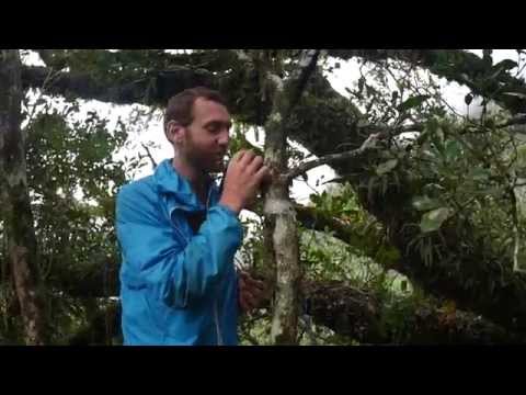 Jungle Insect Traffic Taster