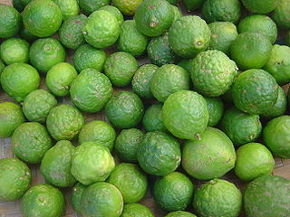Kaffir Lime Citrus_hystrix.jpg
