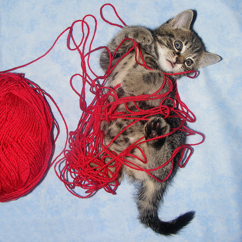 Kitten-with-Yarn.jpg