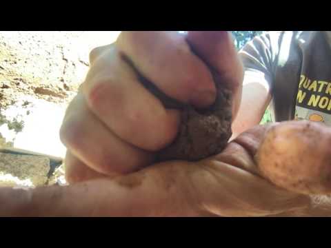 Kneading the cob