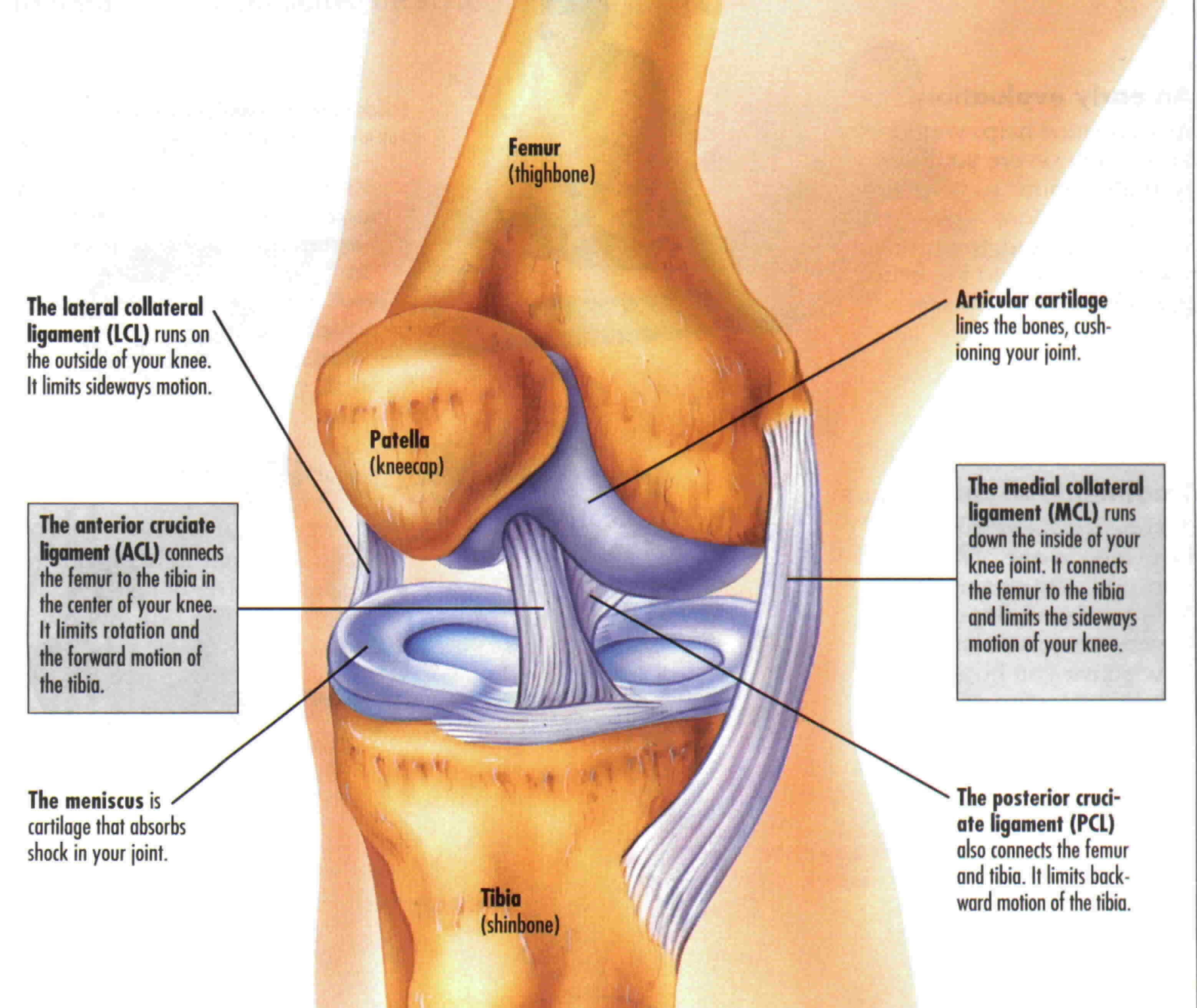 Knee Anatomy.jpg