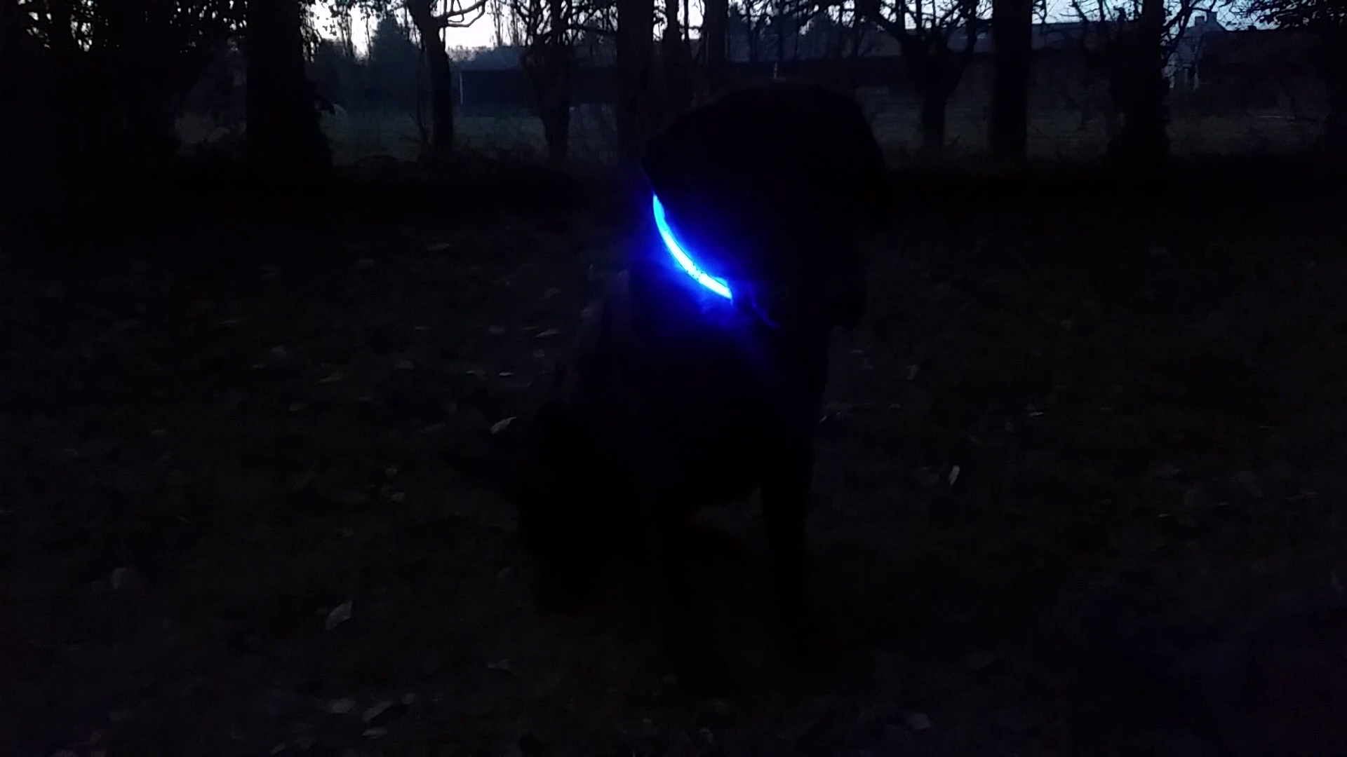 LED Dog Collar - 48.png