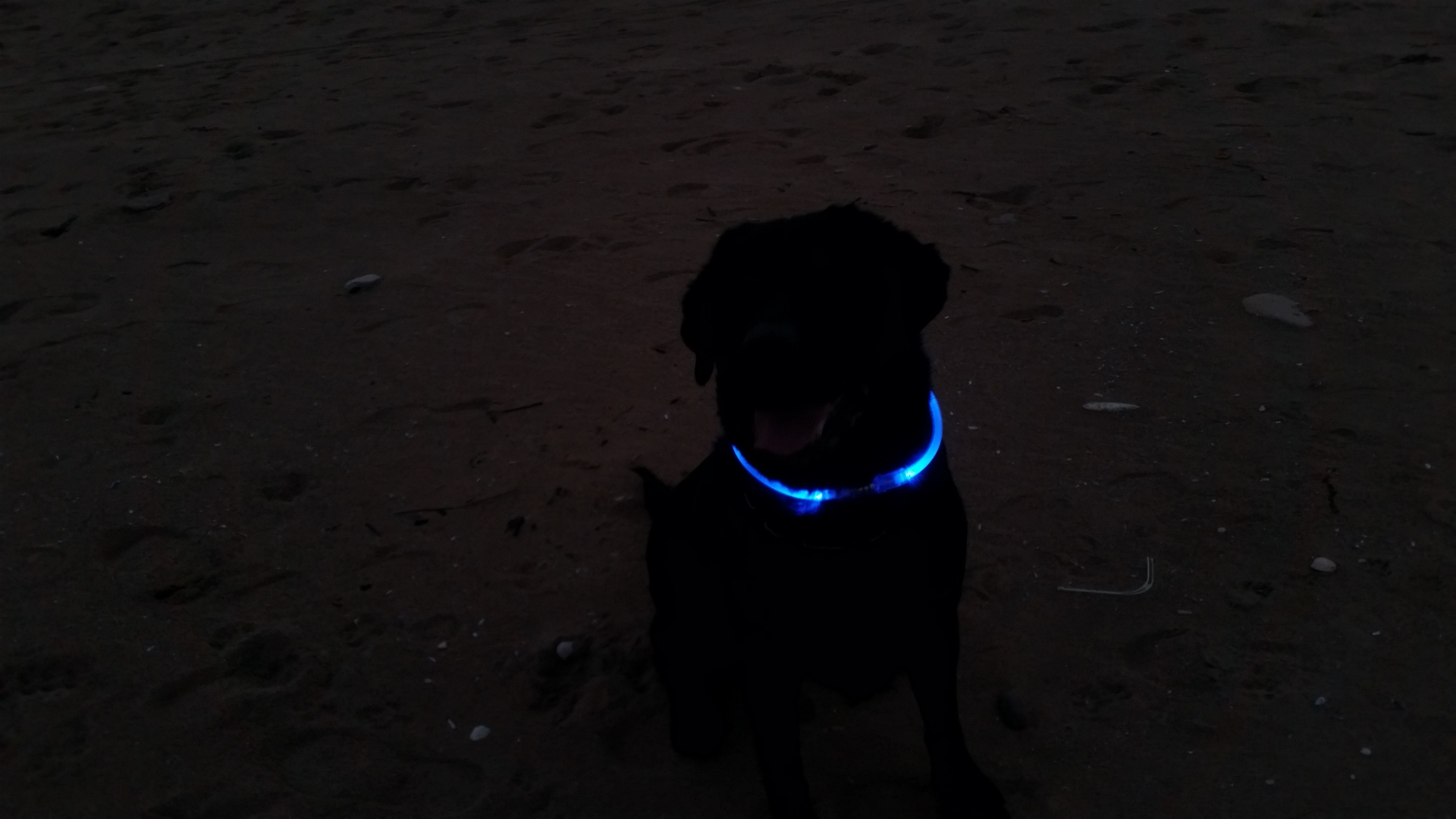 LED Dog Collar - 50.png