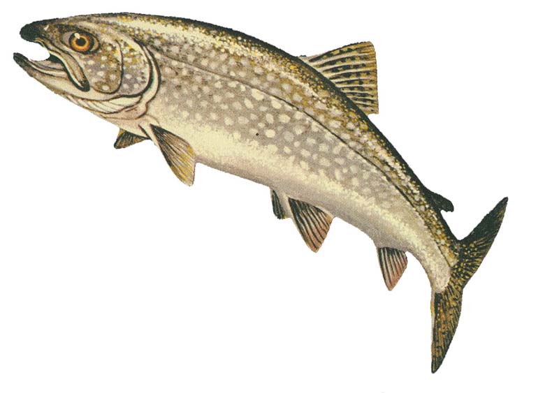 Lake_Trout_GLERL.jpg