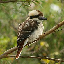 Laughing_kookaburra_dec08_02.jpg