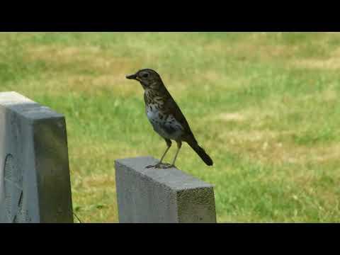 Leer de alarmgeluiden en trekroepjes van Zanglijster en Merel onderscheiden