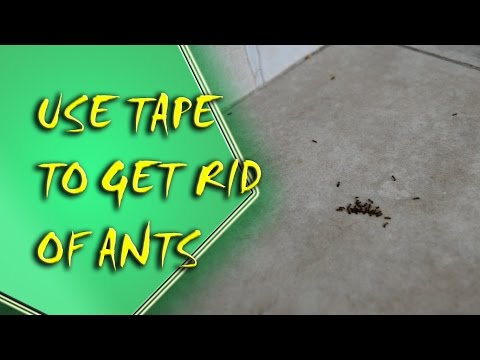 Life Hack - You Can Use Adhesive Tape to Get Rid of Ants