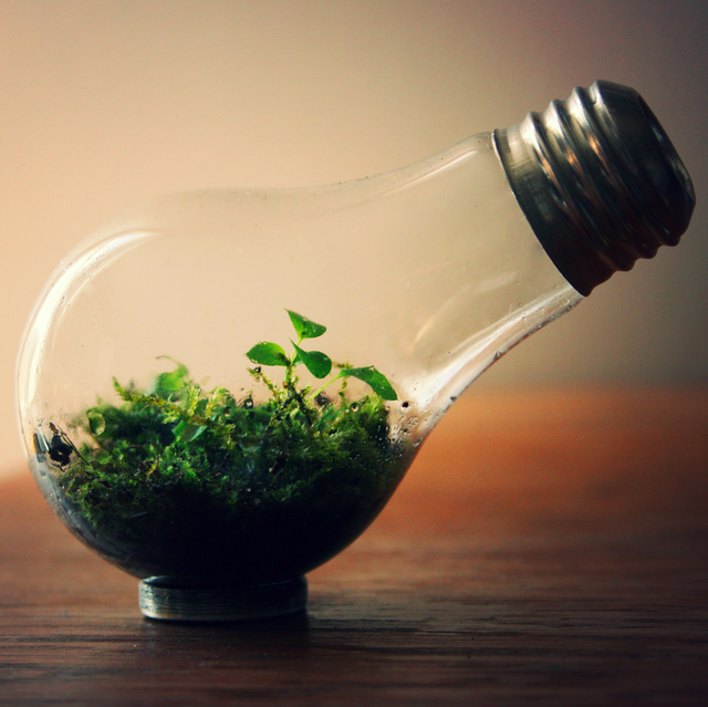 Light-Bulb-Terrarium- (1).png