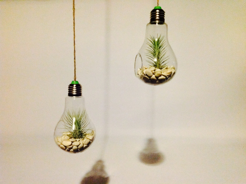 Light-Bulb-Terrarium- (3).jpg