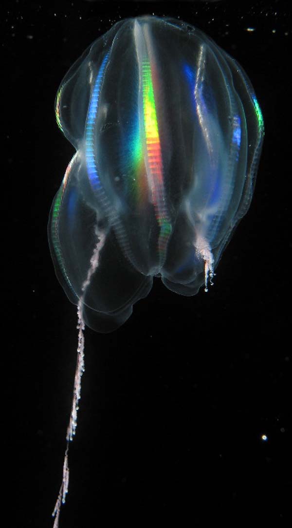 LightRefractsOf_comb-rows_of_ctenophore_Mertensia_ovum.jpg