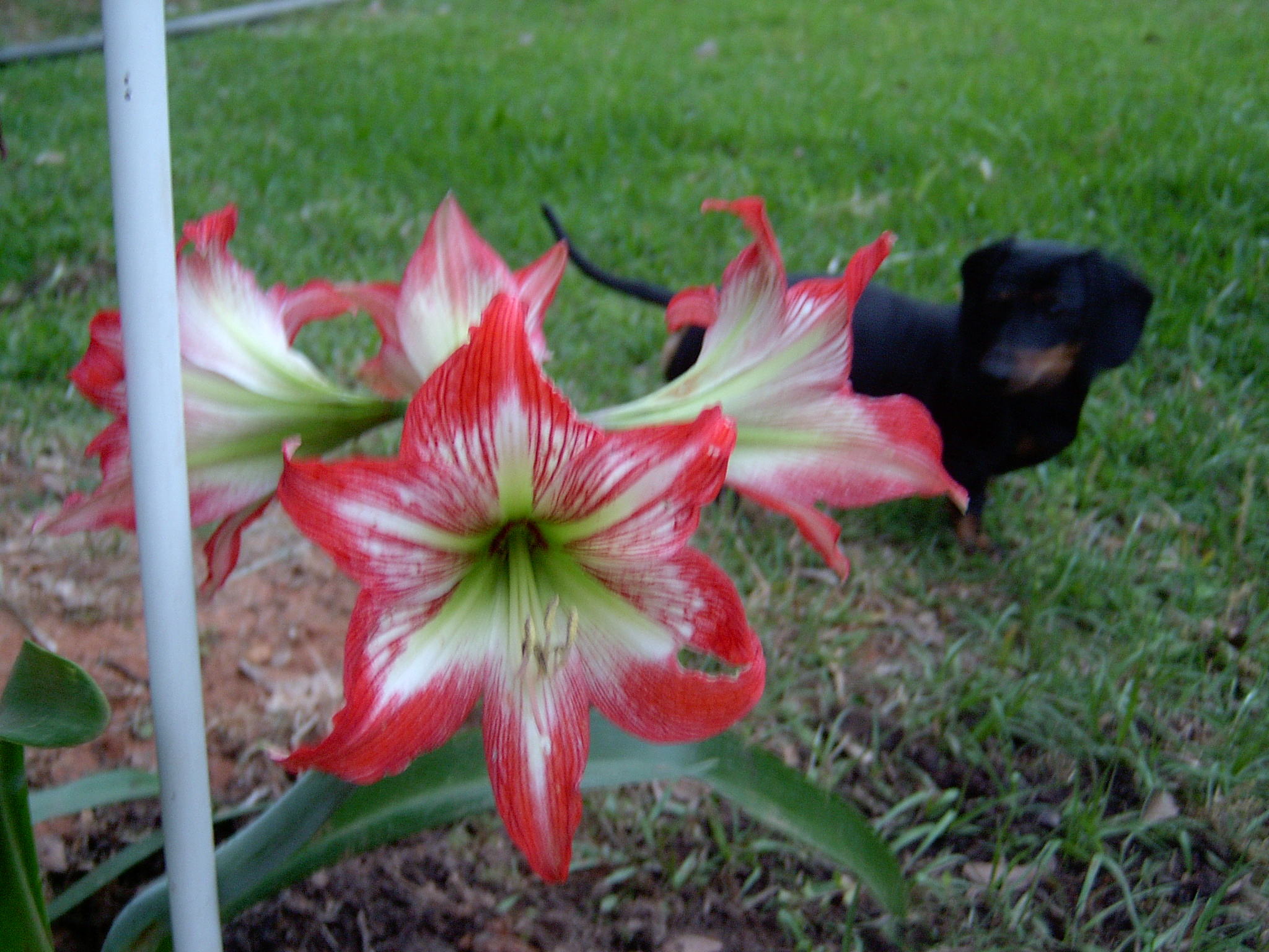 Lisa and amaryllis.JPG