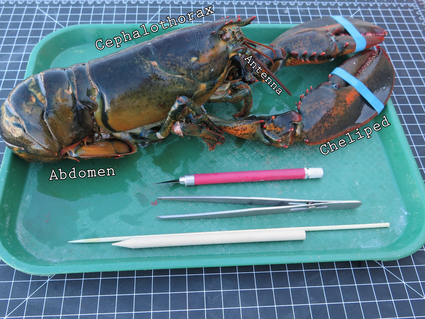 LobsterAnatomy.jpg