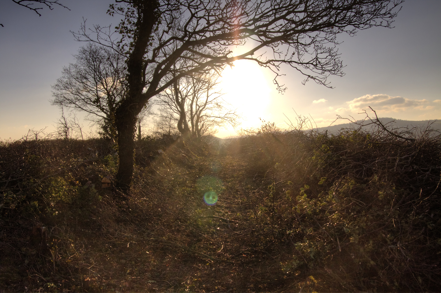 MC Finished coppiced hedge 01.jpg