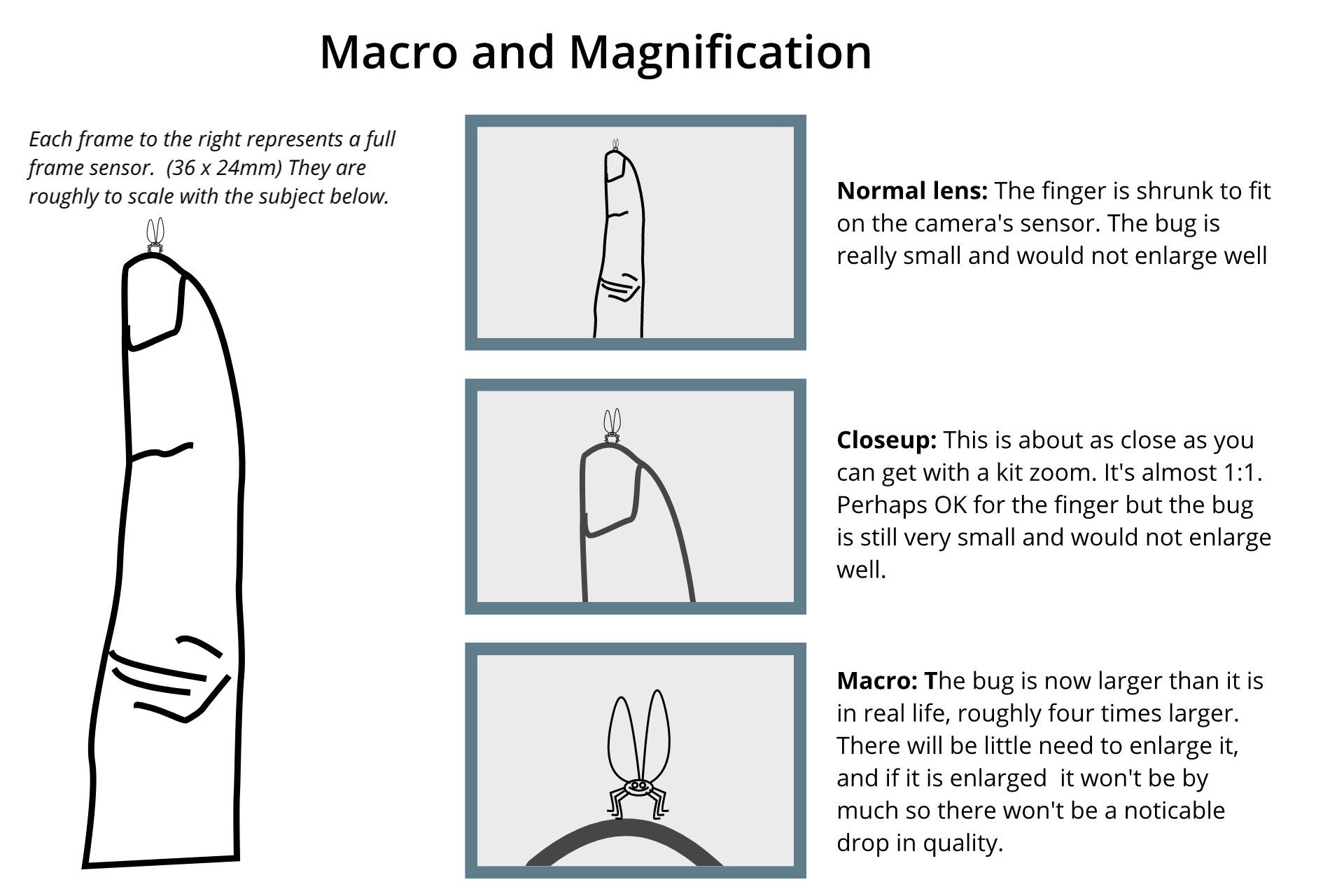 Macro and Magnification.jpg