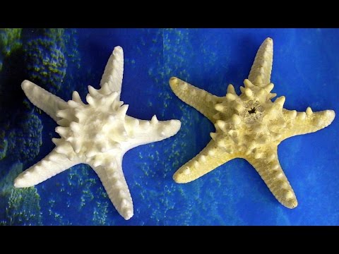 Make Plastic Sharfish, Just Duplicate a Real Starfish!