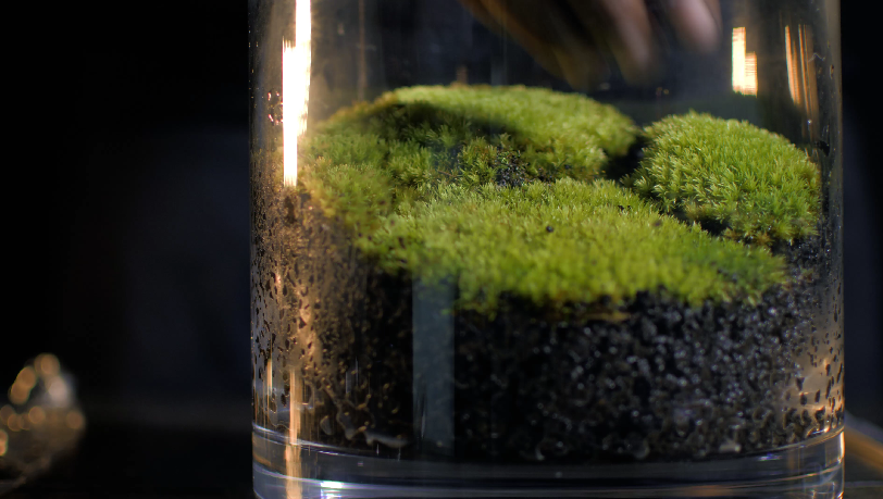 Making A Moss Terrrarium.PNG