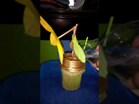 Making a blomming flower from cardboard