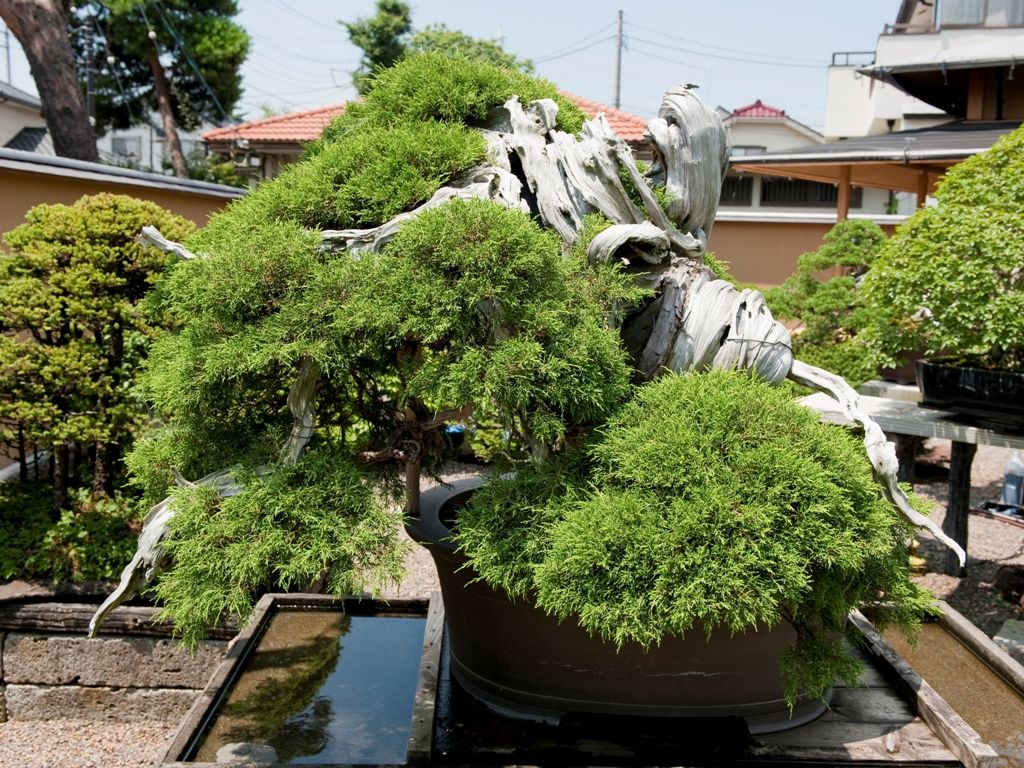 Manseien-bonsai-1000years-old.jpg