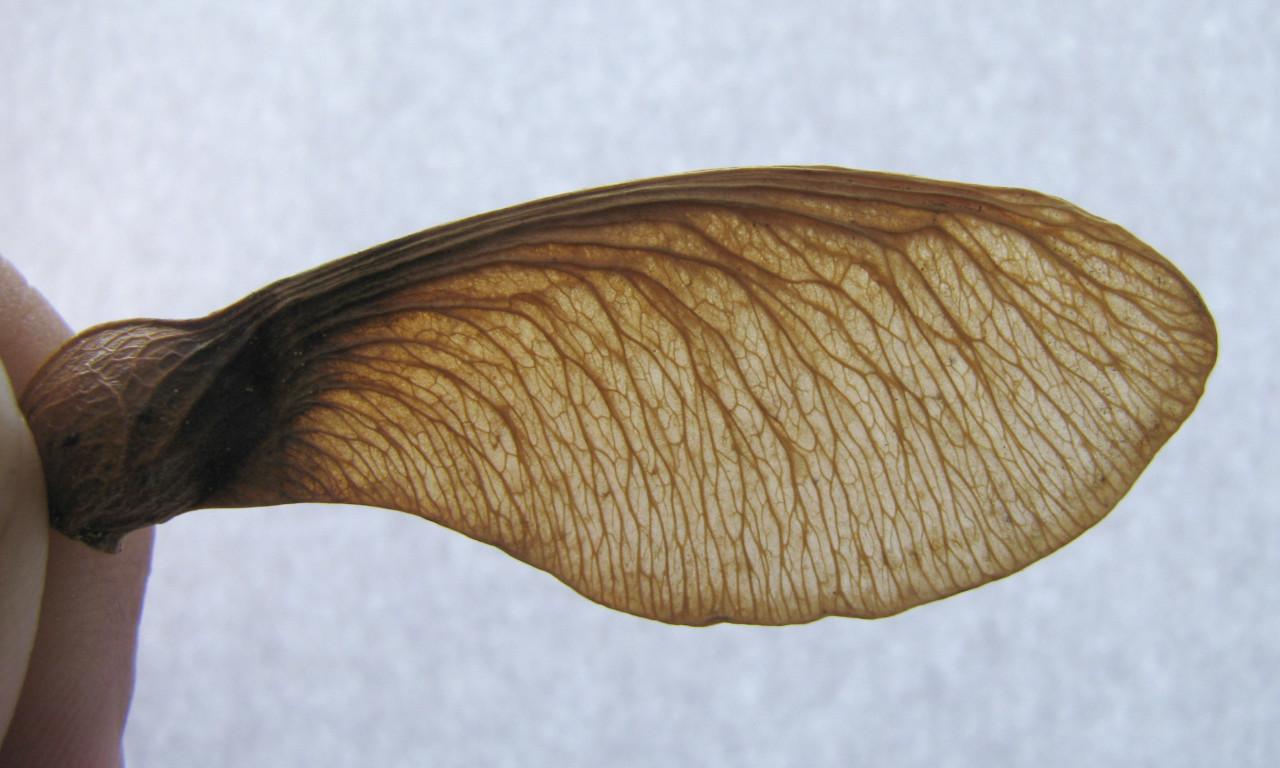 Maple_seed_wing_2.jpg