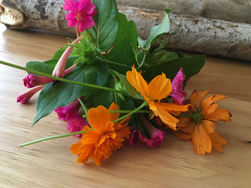 Marigold Cosmos and Four O Clock flowers for eco printing.jpg