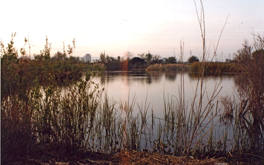 Marsh-2.jpg