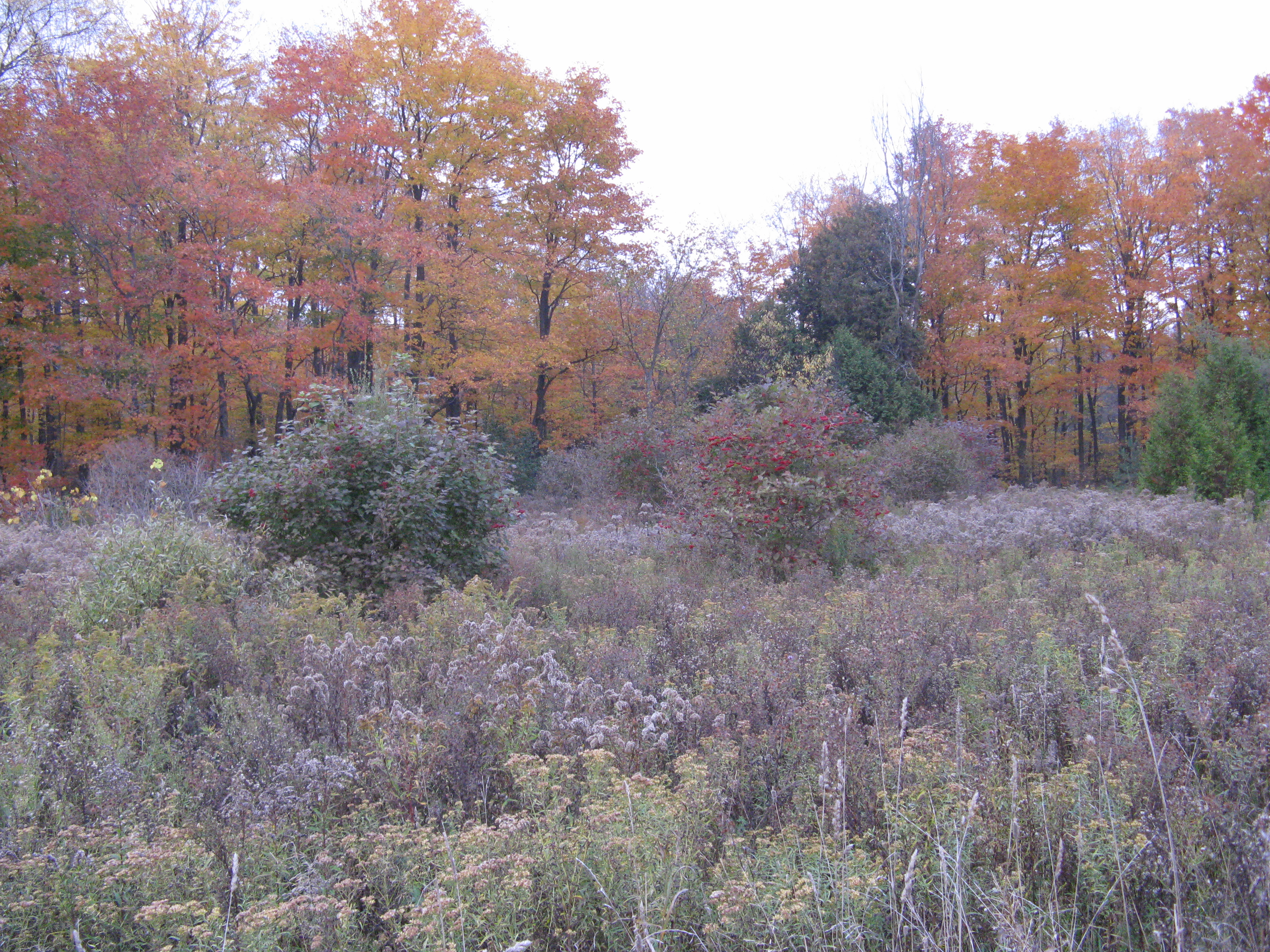 Meadow1b.jpg