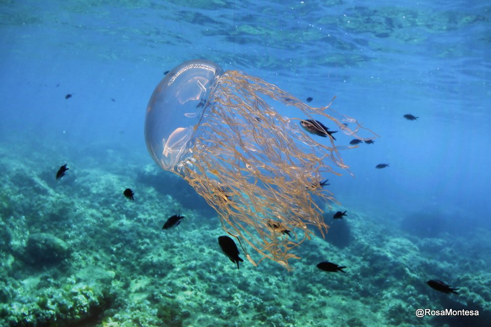 Medusas_RosaMontesa_Oceanografic_Valencia (102).JPG