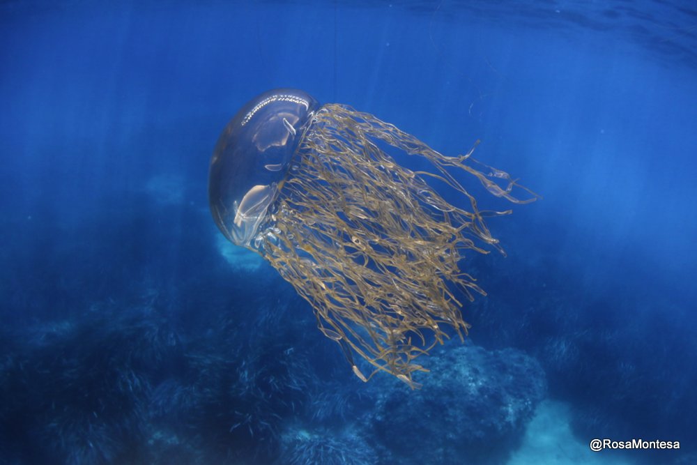 Medusas_RosaMontesa_Oceanografic_Valencia (103).JPG