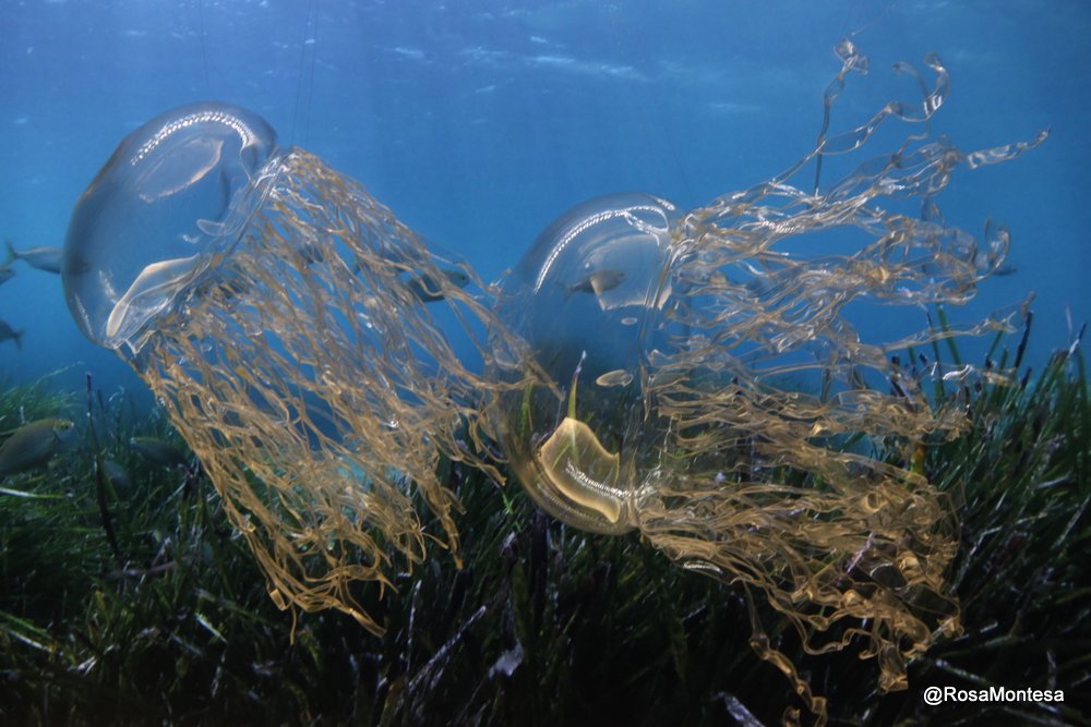 Medusas_RosaMontesa_Oceanografic_Valencia (116).JPG