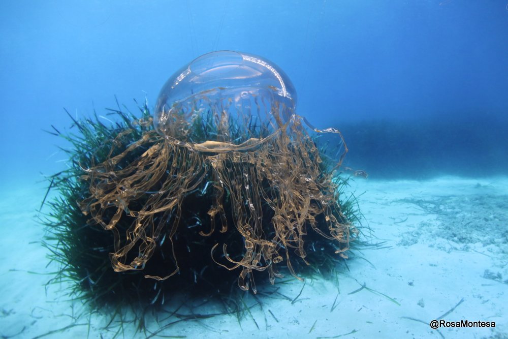 Medusas_RosaMontesa_Oceanografic_Valencia (218).JPG