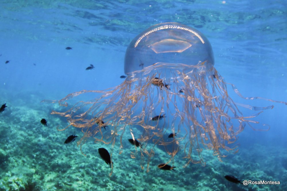 Medusas_RosaMontesa_Oceanografic_Valencia (233).JPG