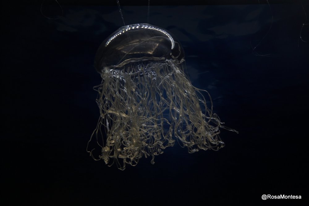 Medusas_RosaMontesa_Oceanografic_Valencia (28).JPG