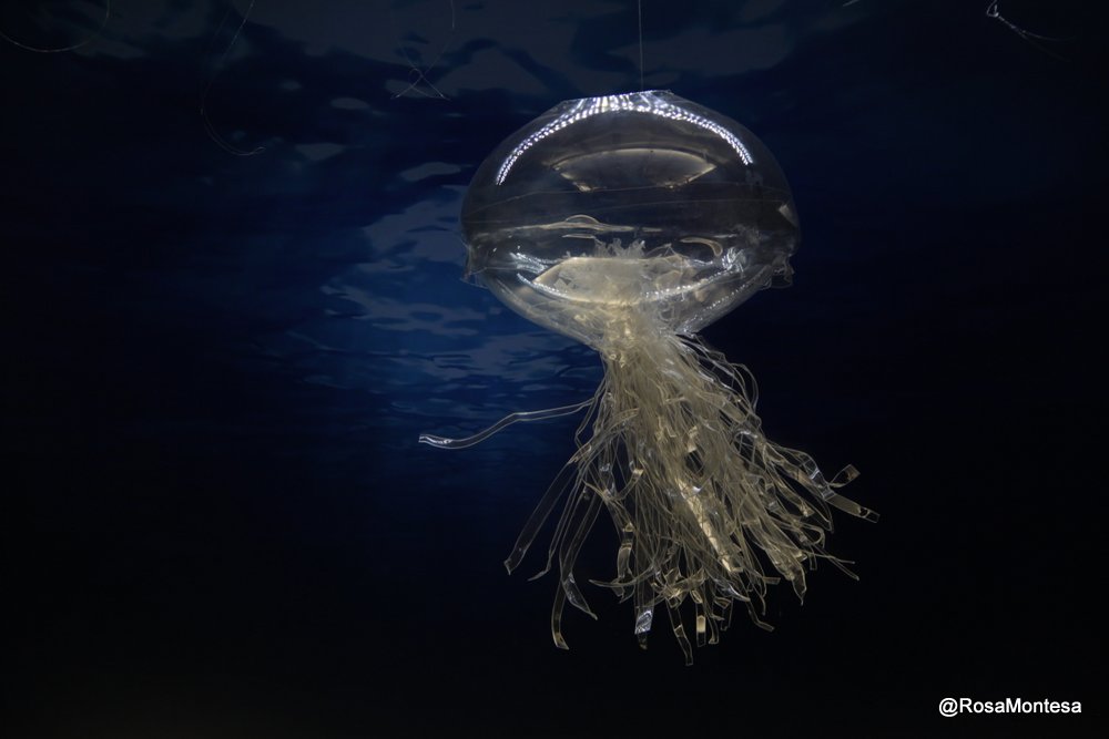 Medusas_RosaMontesa_Oceanografic_Valencia (292).JPG