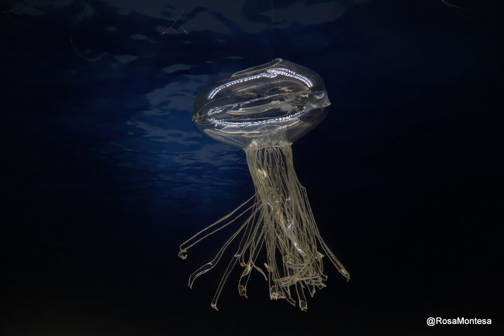 Medusas_RosaMontesa_Oceanografic_Valencia (314).JPG